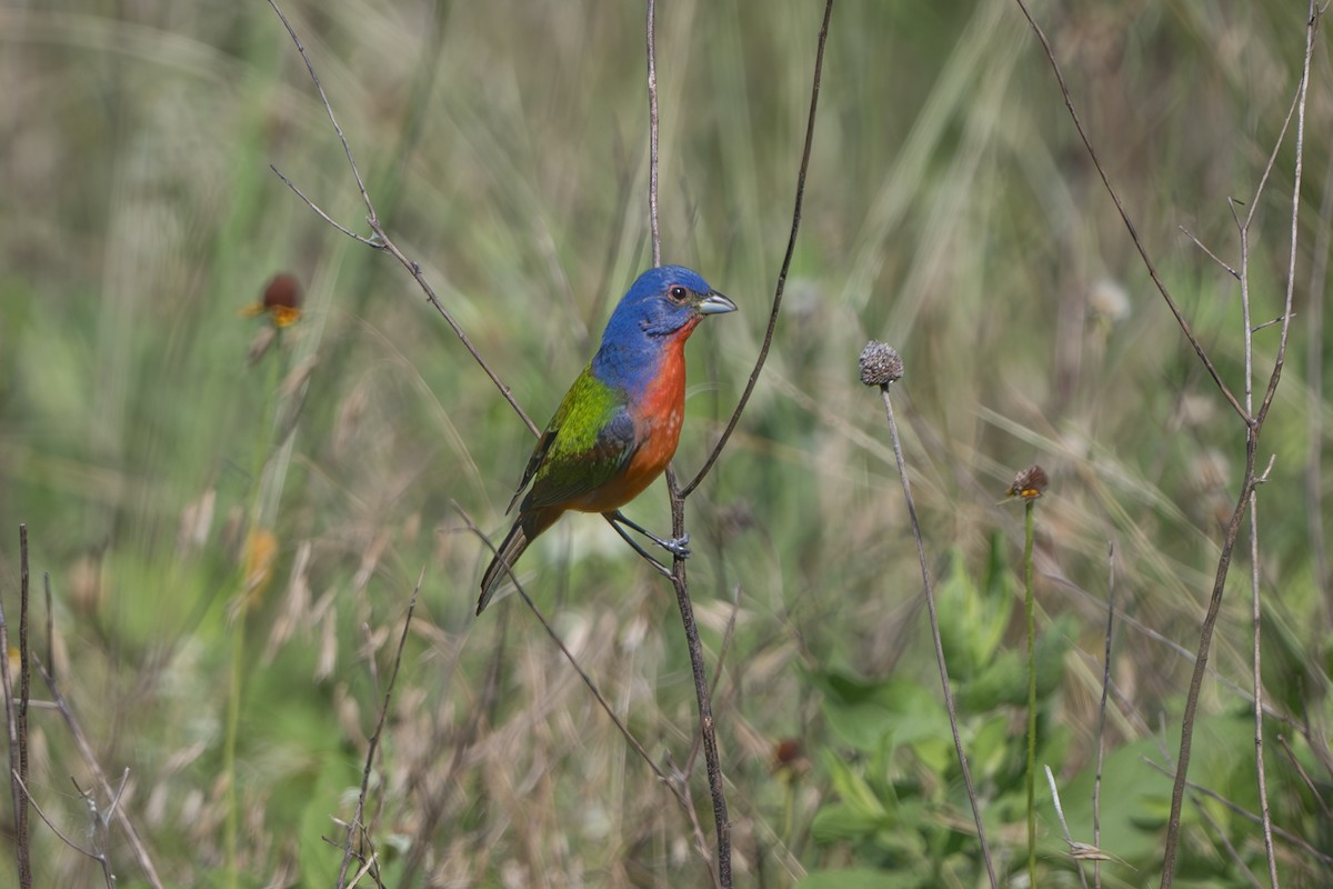 Painted Bunting - ML620420856