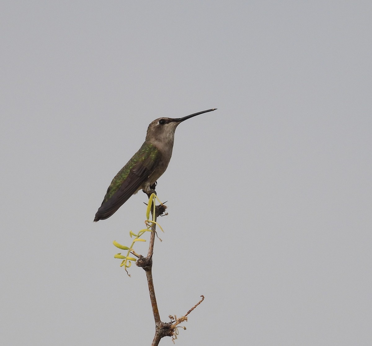 Colibrí Gorjinegro - ML620420857