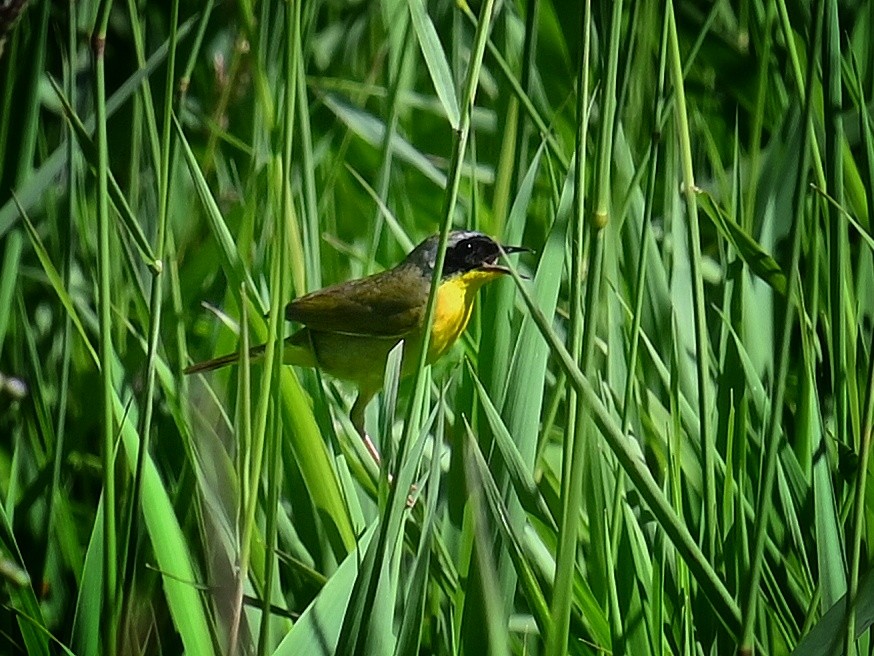 Common Yellowthroat - ML620420859