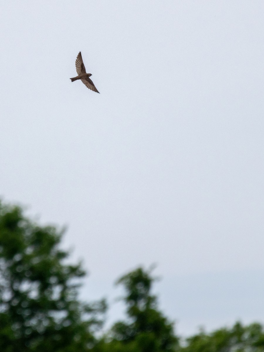 Northern Rough-winged Swallow - ML620420862
