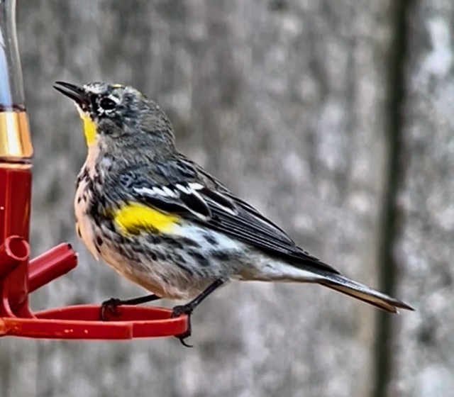 Yellow-rumped Warbler (Audubon's) - ML620420863
