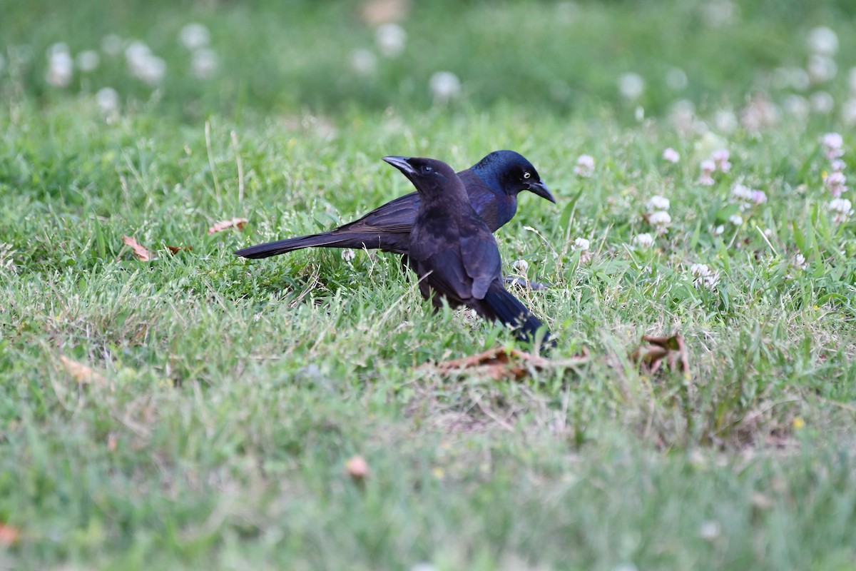 Common Grackle - Kevin Kelly