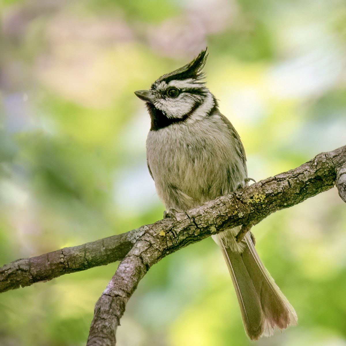 Bridled Titmouse - ML620420874