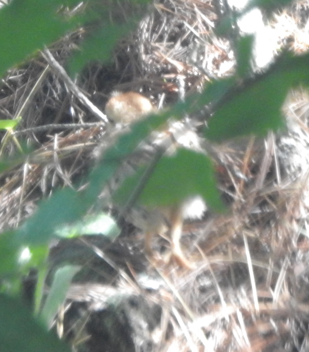 Ruffed Grouse - ML620420887