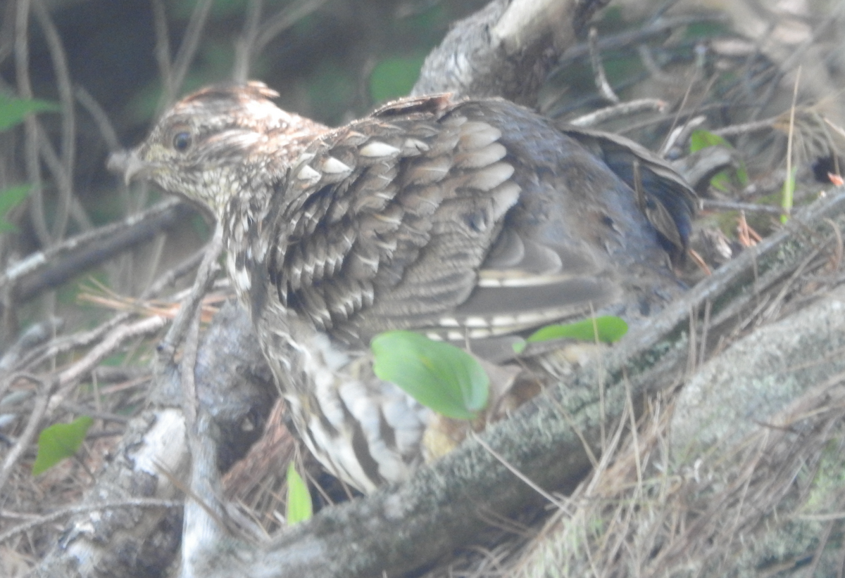 Ruffed Grouse - ML620420888