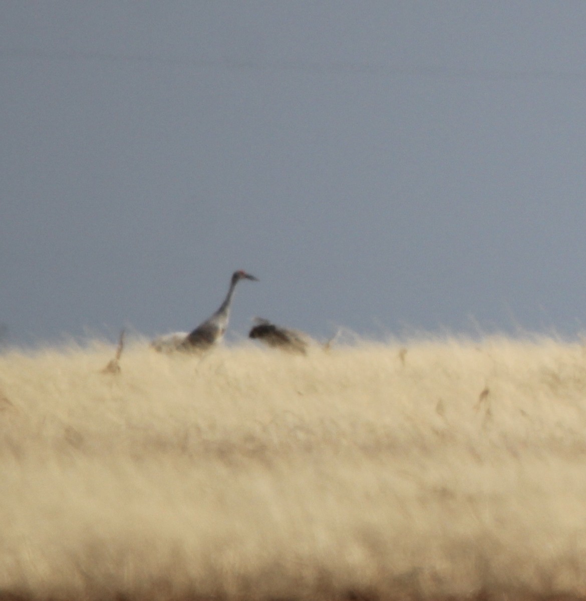 Sandhill Crane - ML620420899