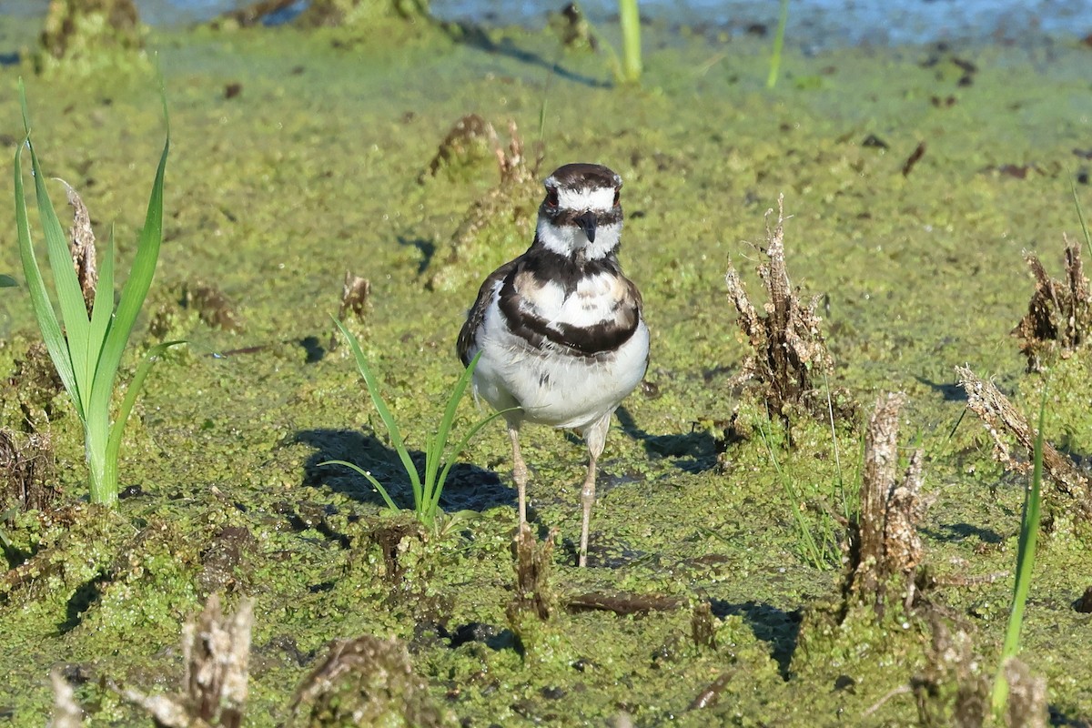 Killdeer - ML620420907