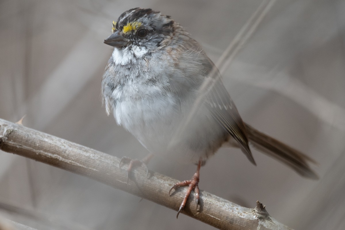 White-throated Sparrow - ML620420908