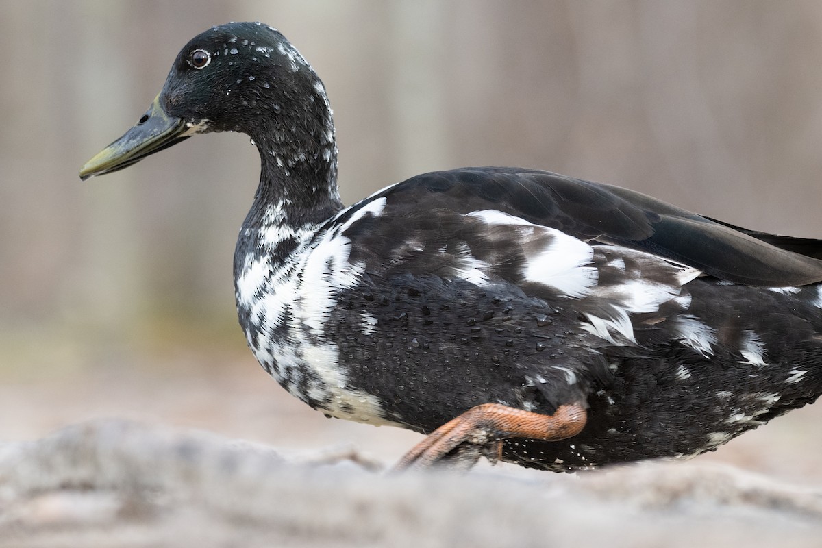 Mallard (Domestic type) - ML620420912