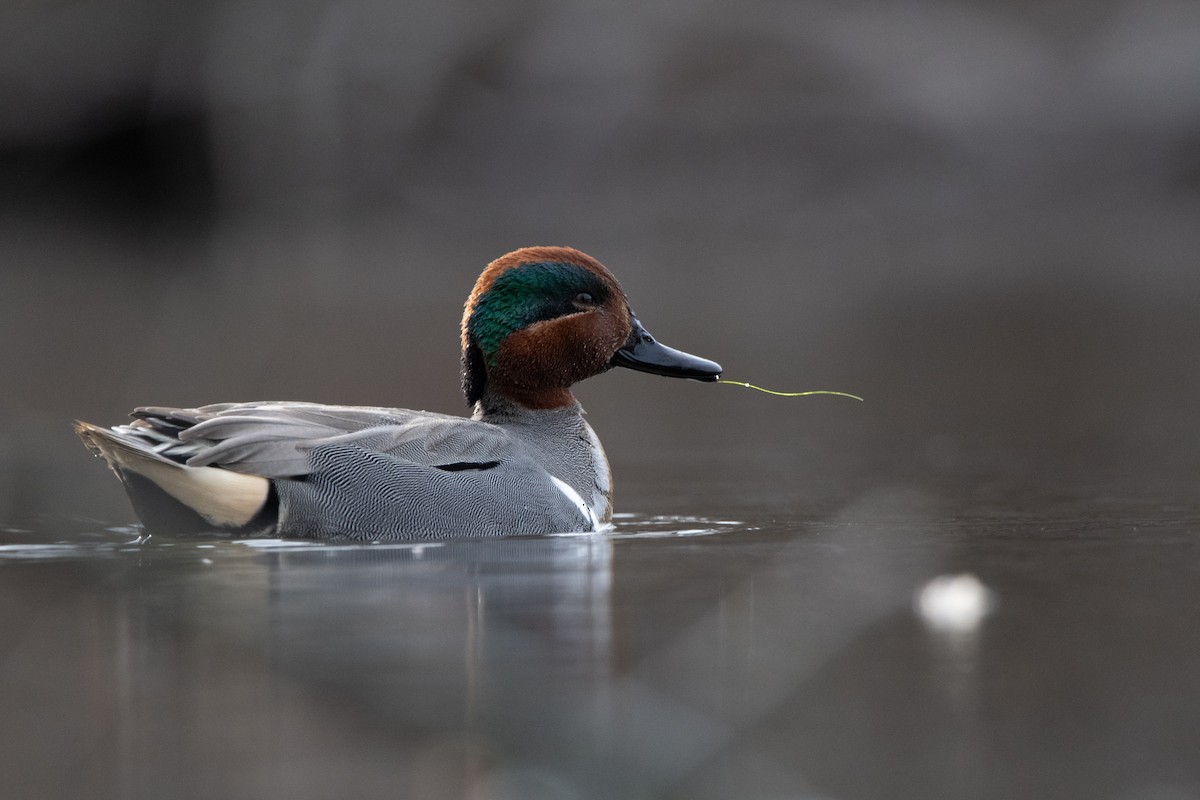 Green-winged Teal - ML620420916