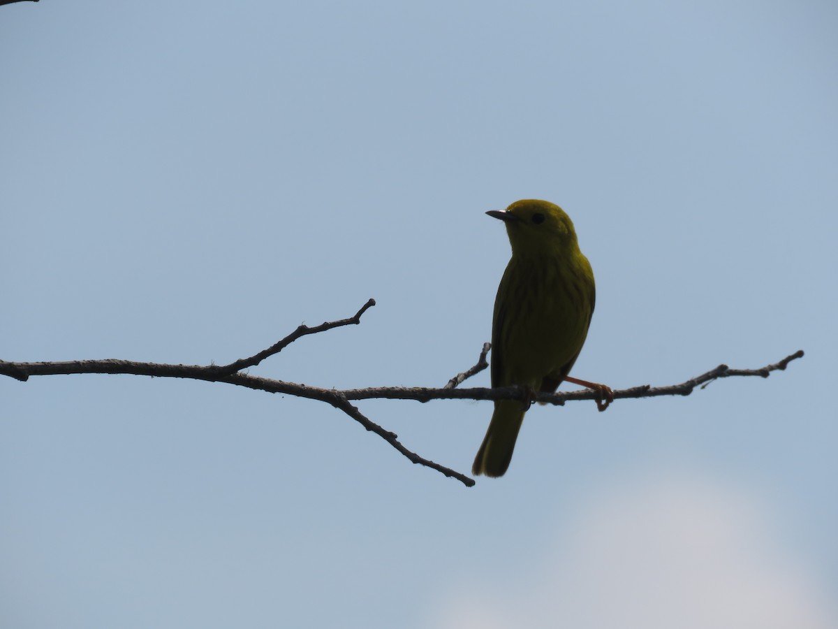 Yellow Warbler - ML620420917