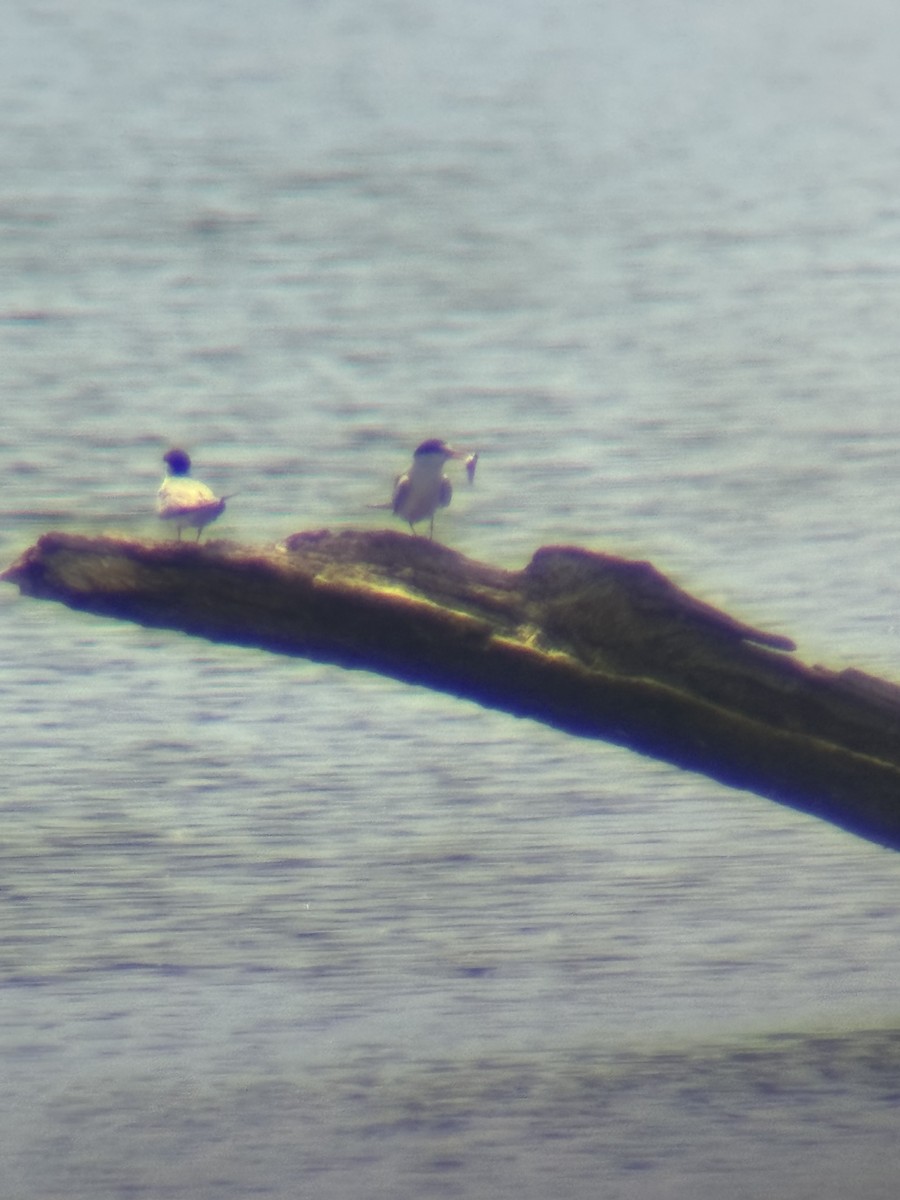 Least Tern - ML620420919