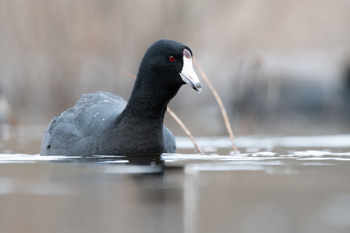 American Coot - ML620420921