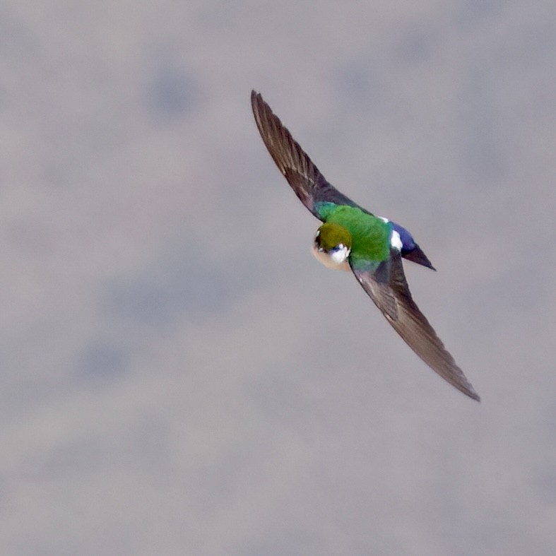 Violet-green Swallow - ML620420923