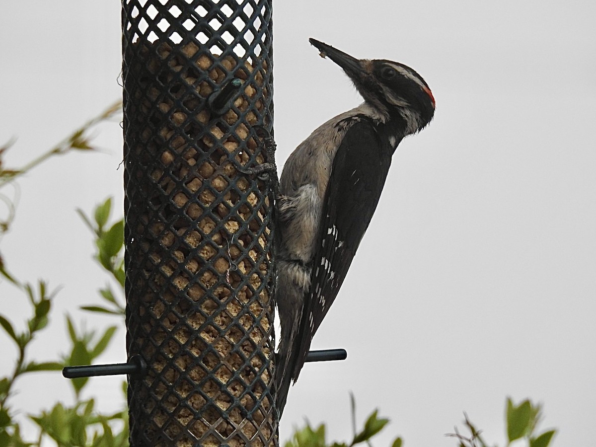 Hairy Woodpecker - ML620420934