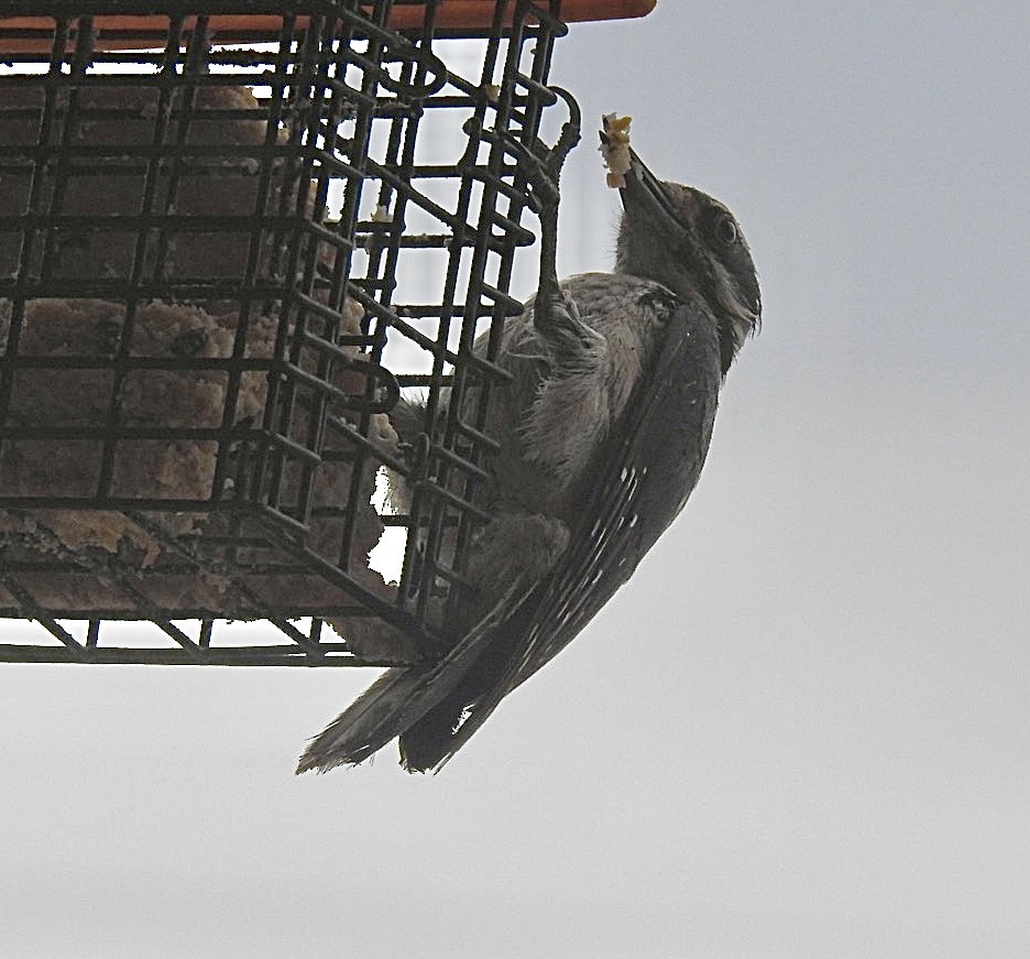 Hairy Woodpecker - ML620420939