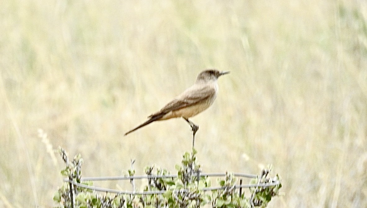 Say's Phoebe - ML620420943