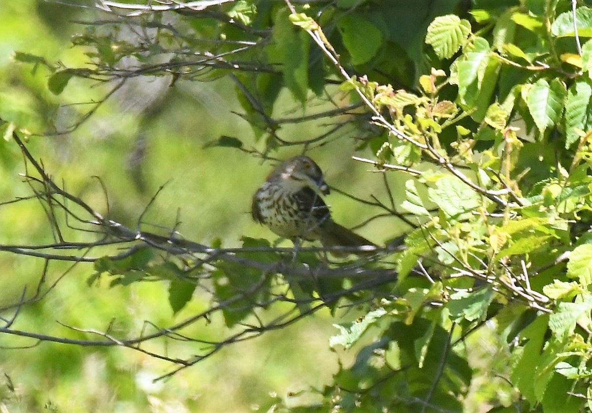 Brown Thrasher - ML620420956