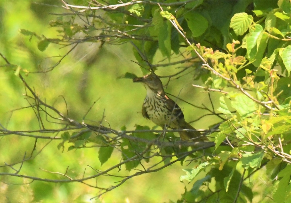 Brown Thrasher - ML620420957