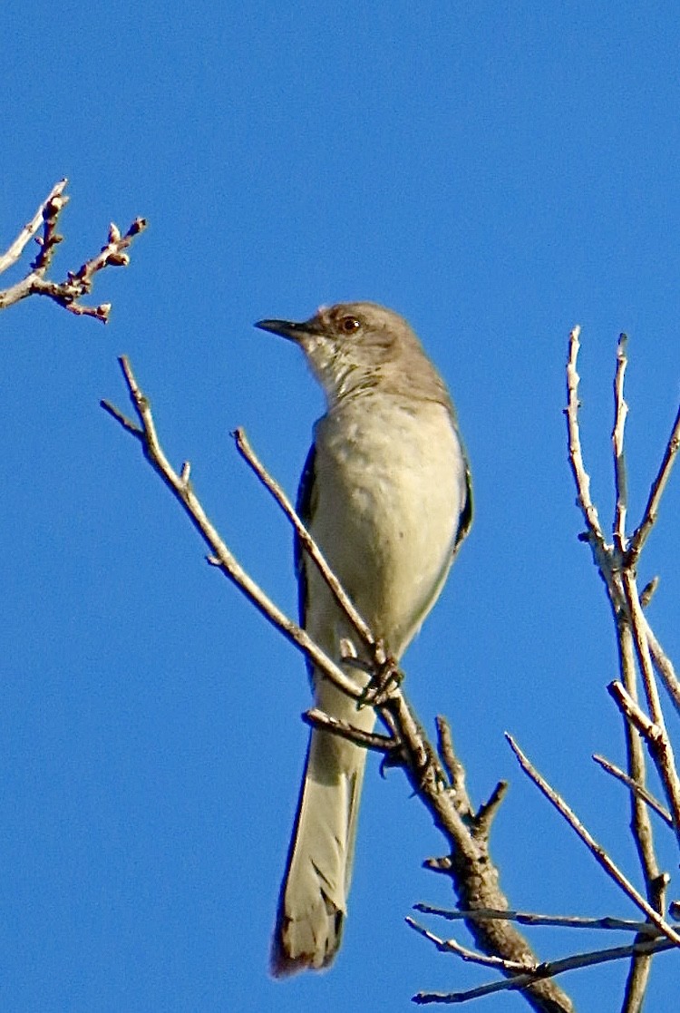 Northern Mockingbird - ML620420958