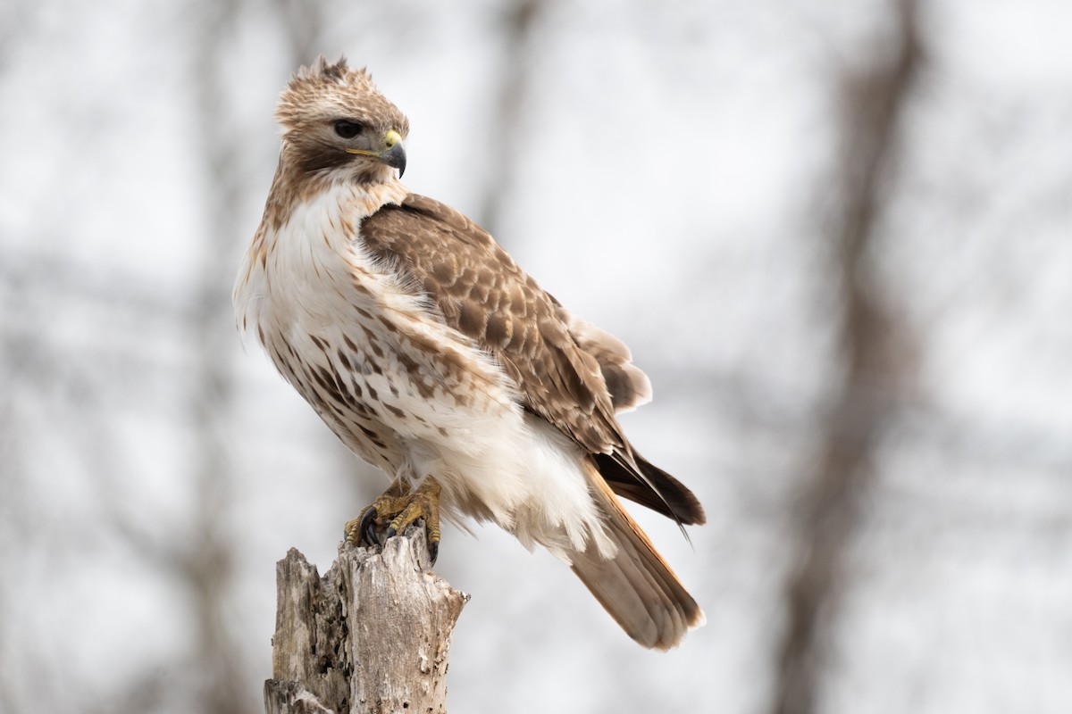 Red-tailed Hawk - ML620420959