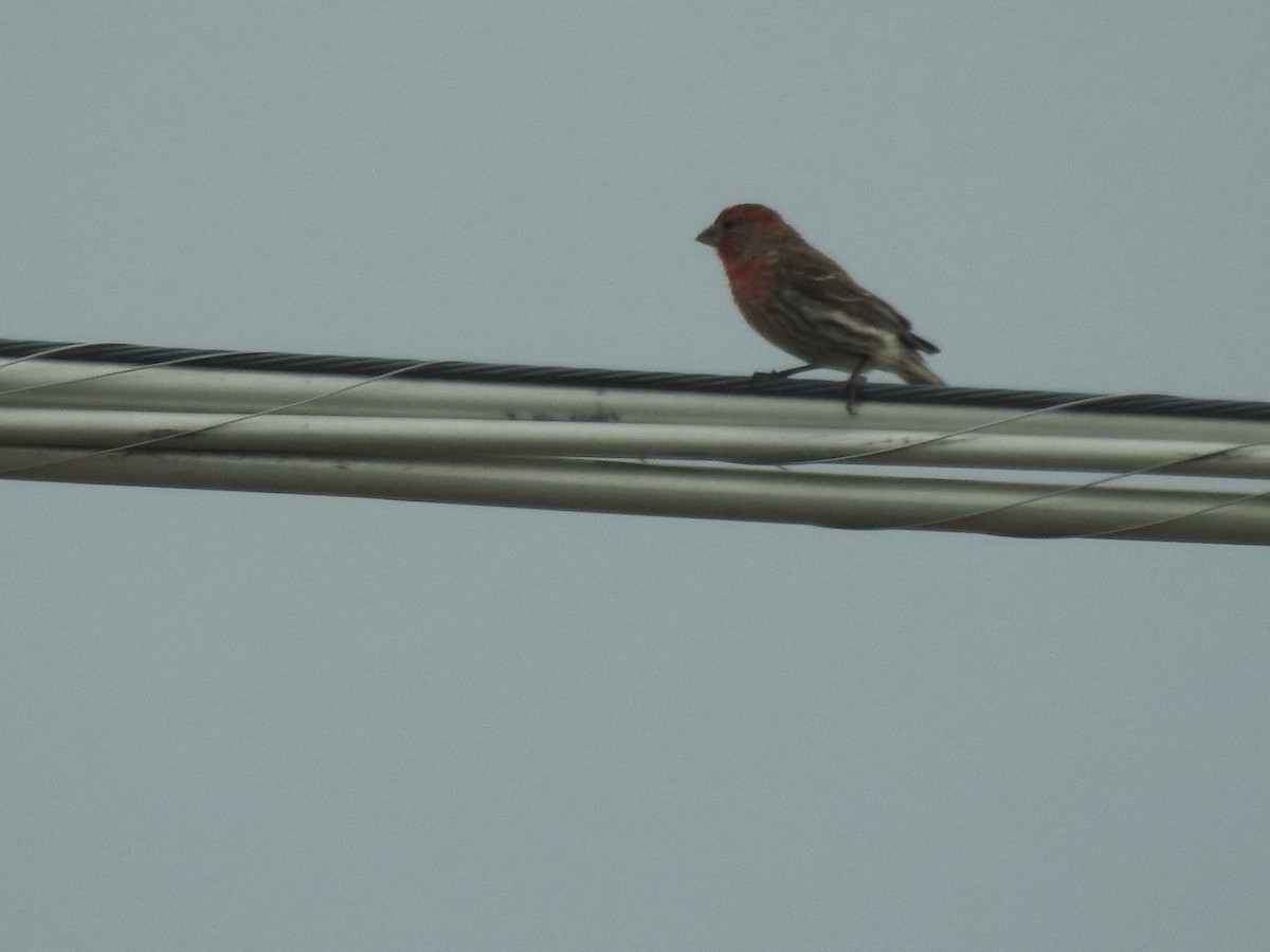 House Finch - ML620420961