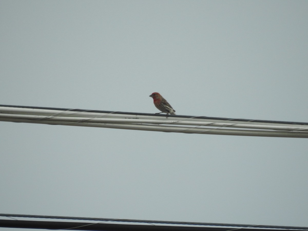 House Finch - ML620420962