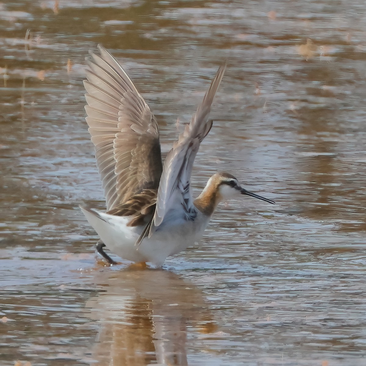 Wilson's Phalarope - ML620420967