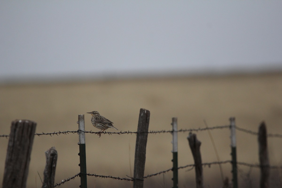 Western Meadowlark - ML620420969