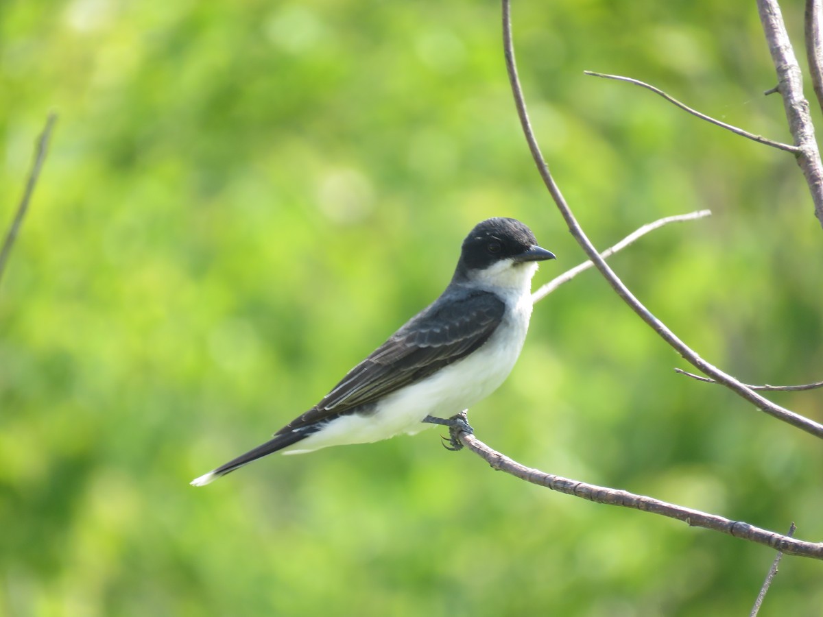 Eastern Kingbird - ML620420970