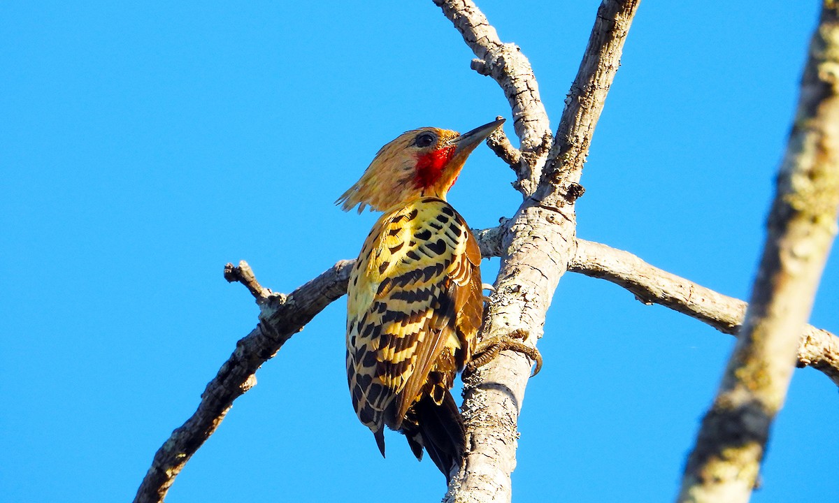 Ochre-backed Woodpecker - ML620420975