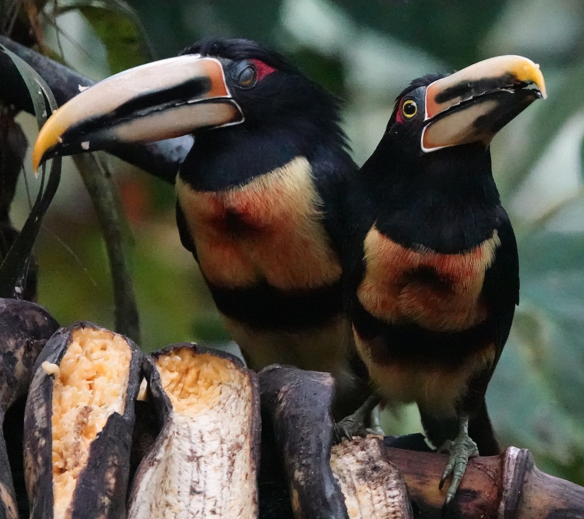 Collared Aracari - ML620420981