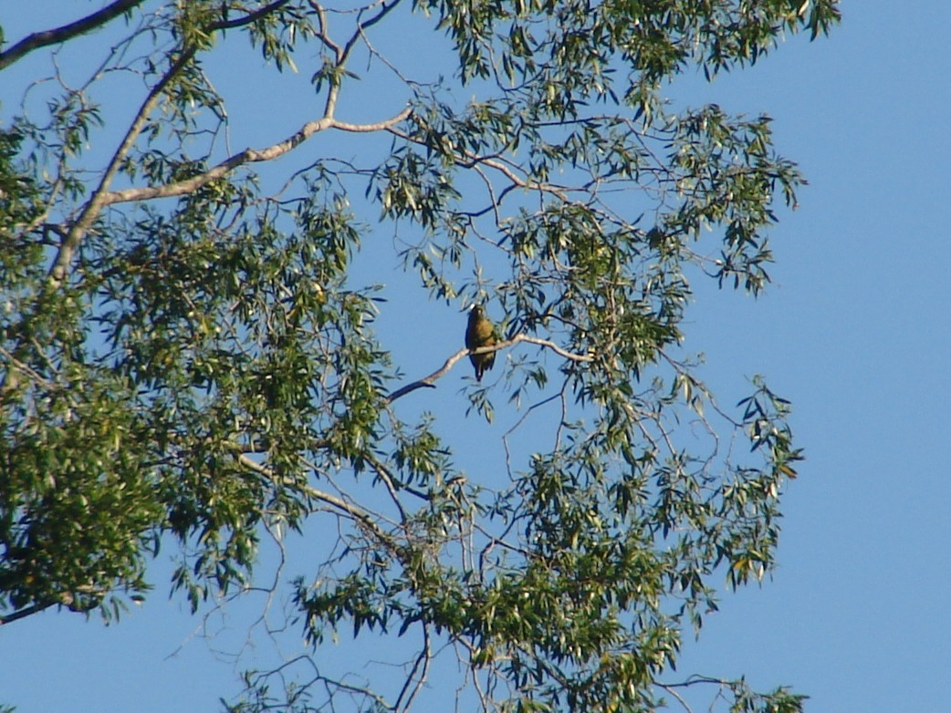 Maroon-bellied Parakeet - ML620420985