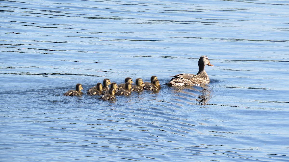 Зэрлэг нугас - ML620420987