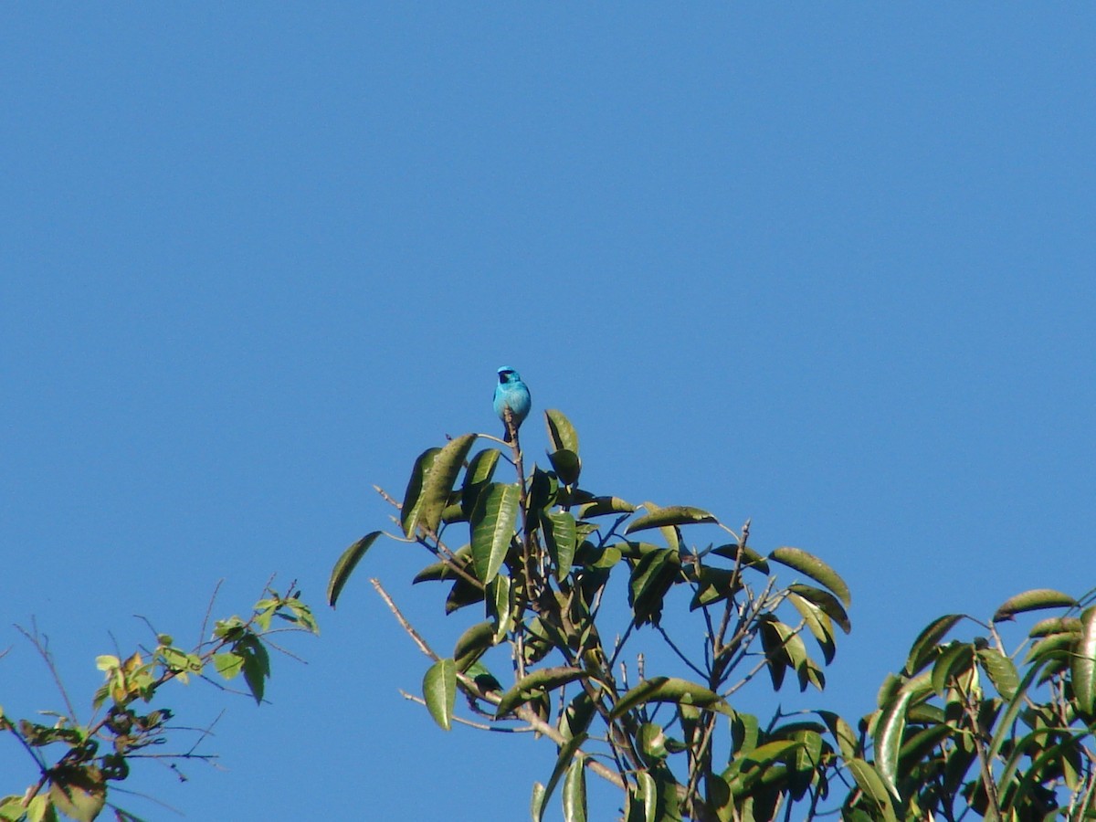 Blue Dacnis - ML620420988