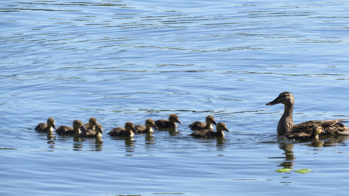 Зэрлэг нугас - ML620420995