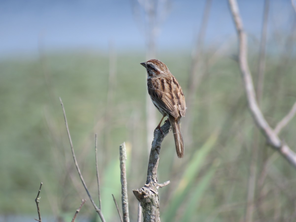 Song Sparrow - ML620420996