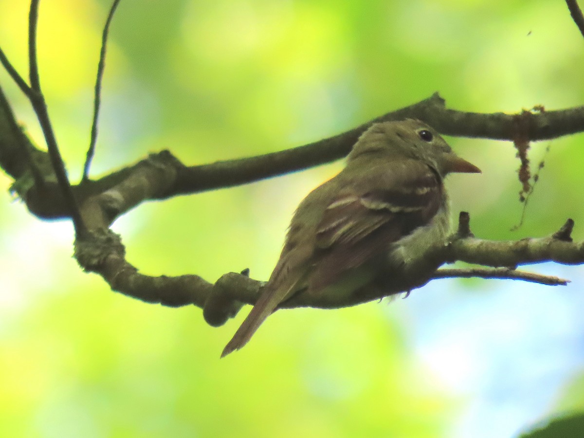 Acadian Flycatcher - ML620420998