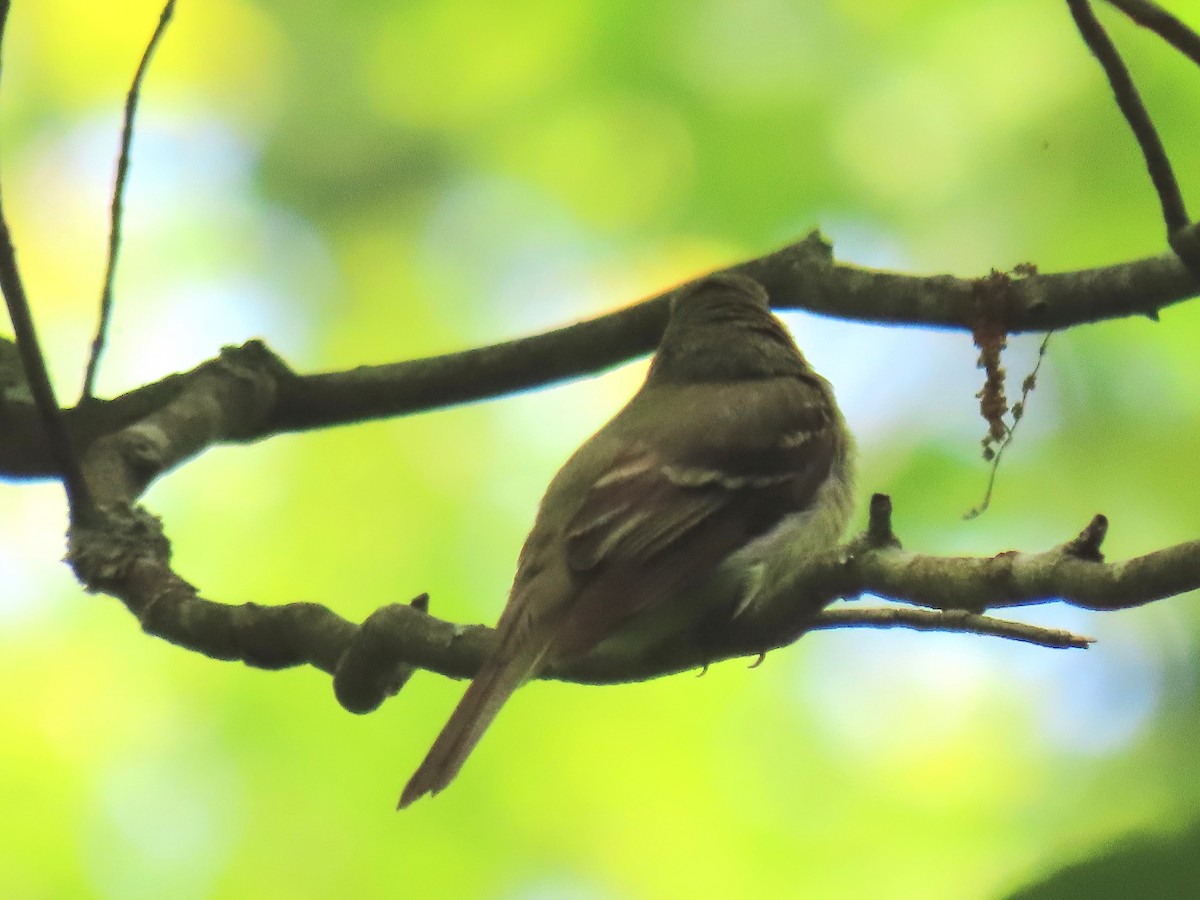 Acadian Flycatcher - ML620420999