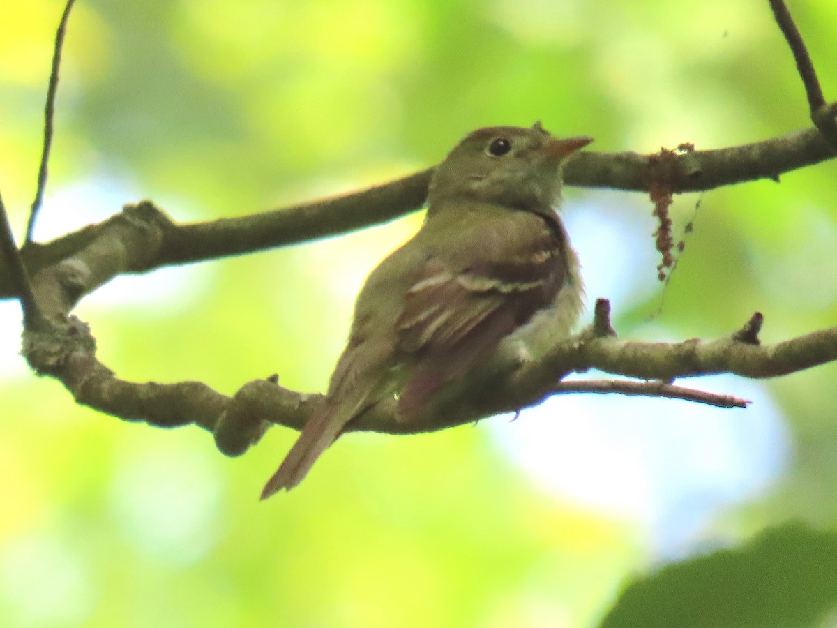 Acadian Flycatcher - ML620421000