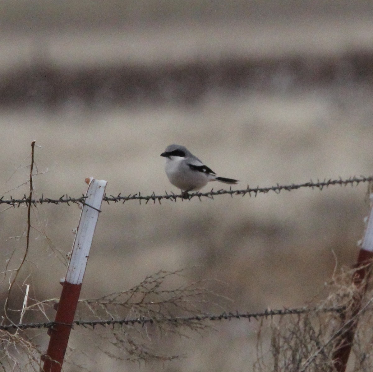 Loggerhead Shrike - ML620421001