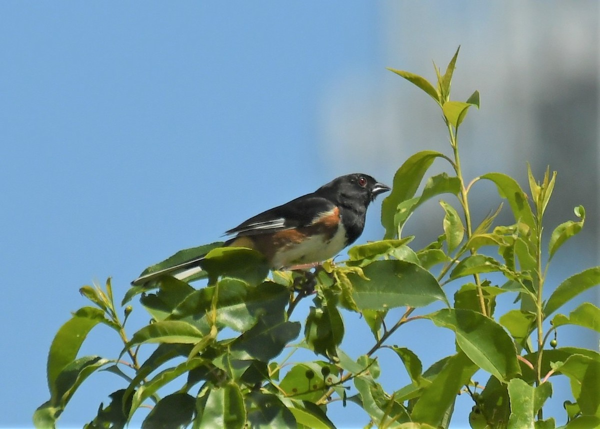 Eastern Towhee - ML620421007