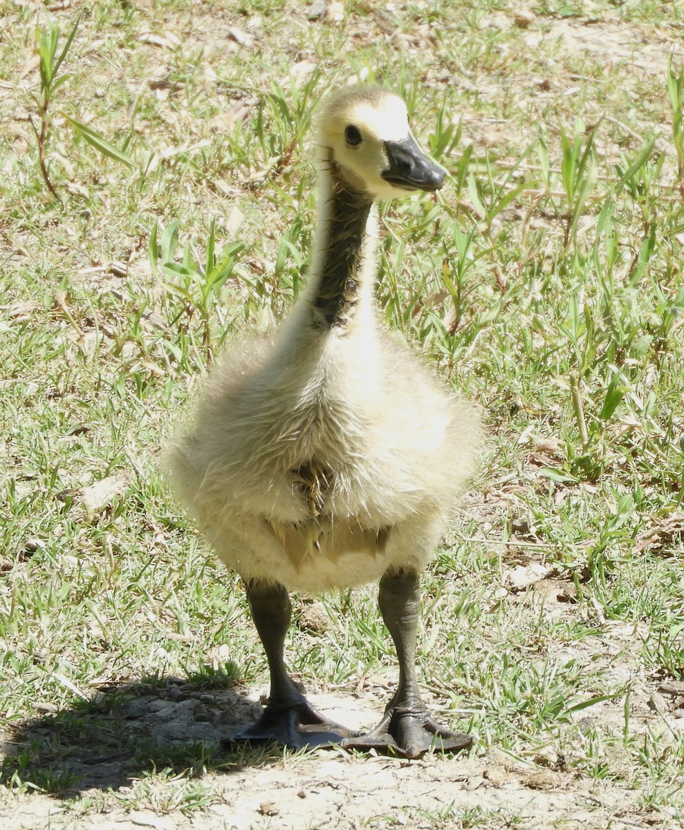 Canada Goose - ML620421010