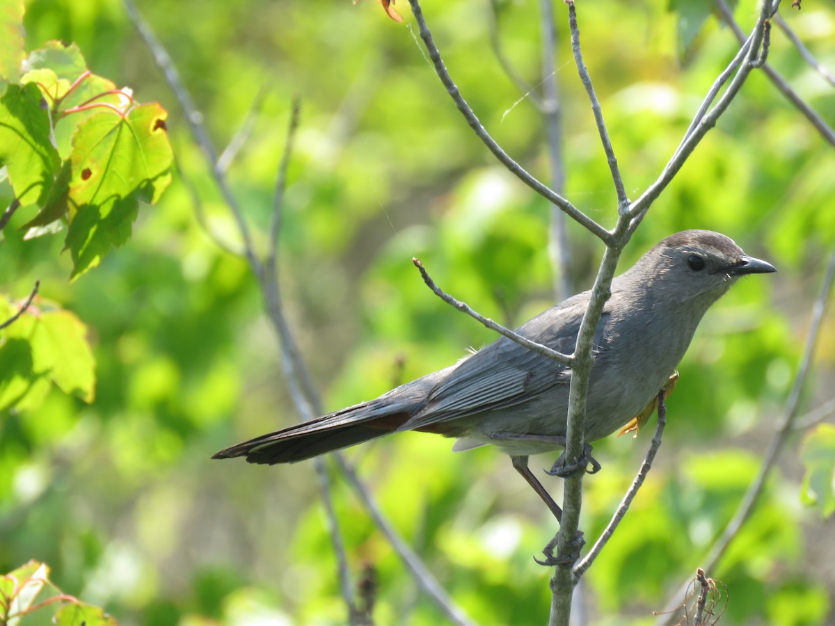 Gray Catbird - ML620421013