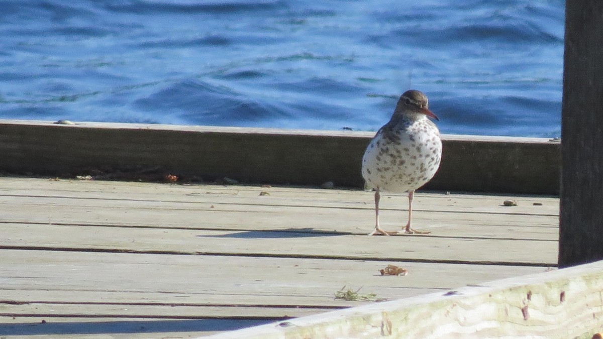 Spotted Sandpiper - ML620421014