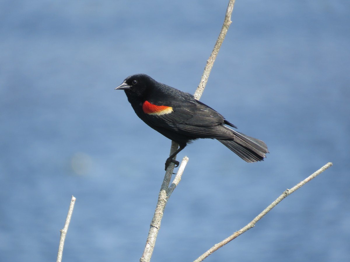Red-winged Blackbird - ML620421016