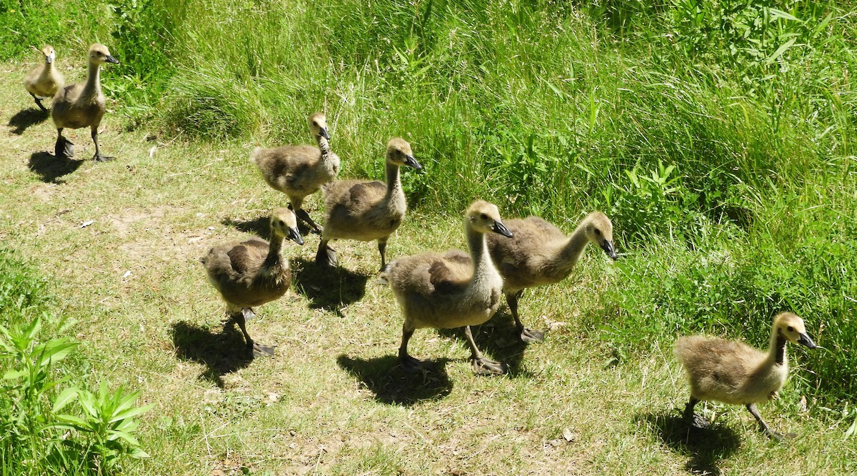 Canada Goose - ML620421017