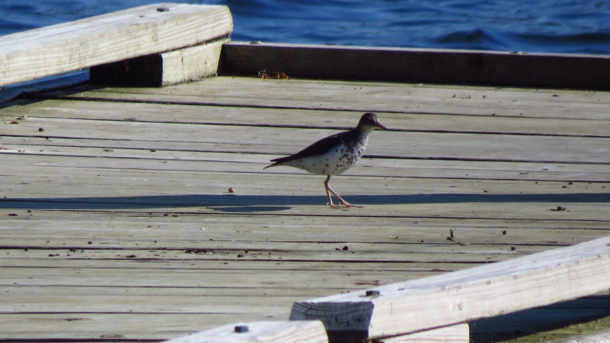 Spotted Sandpiper - ML620421019