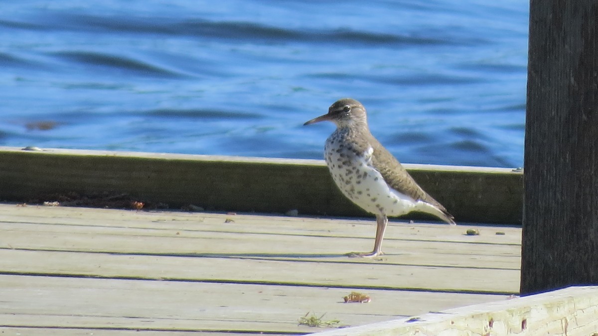 Spotted Sandpiper - ML620421028