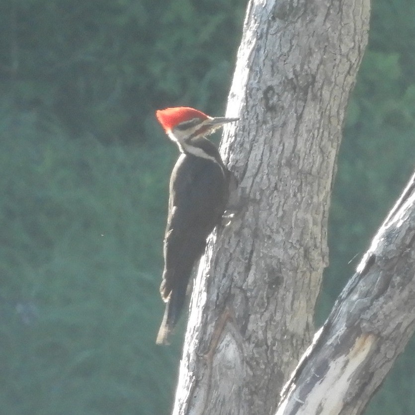 Pileated Woodpecker - ML620421029